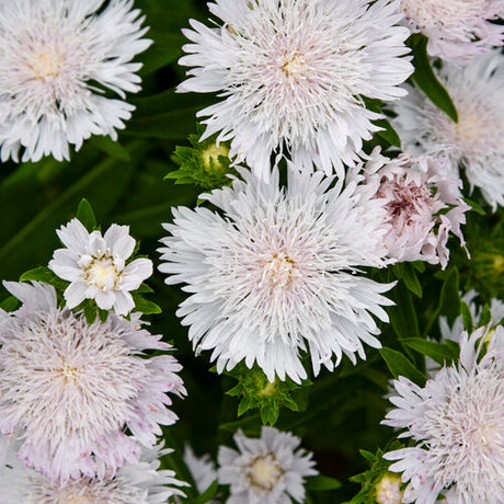 A close-up picture of white flowers with a blush pink tinge above green foliage