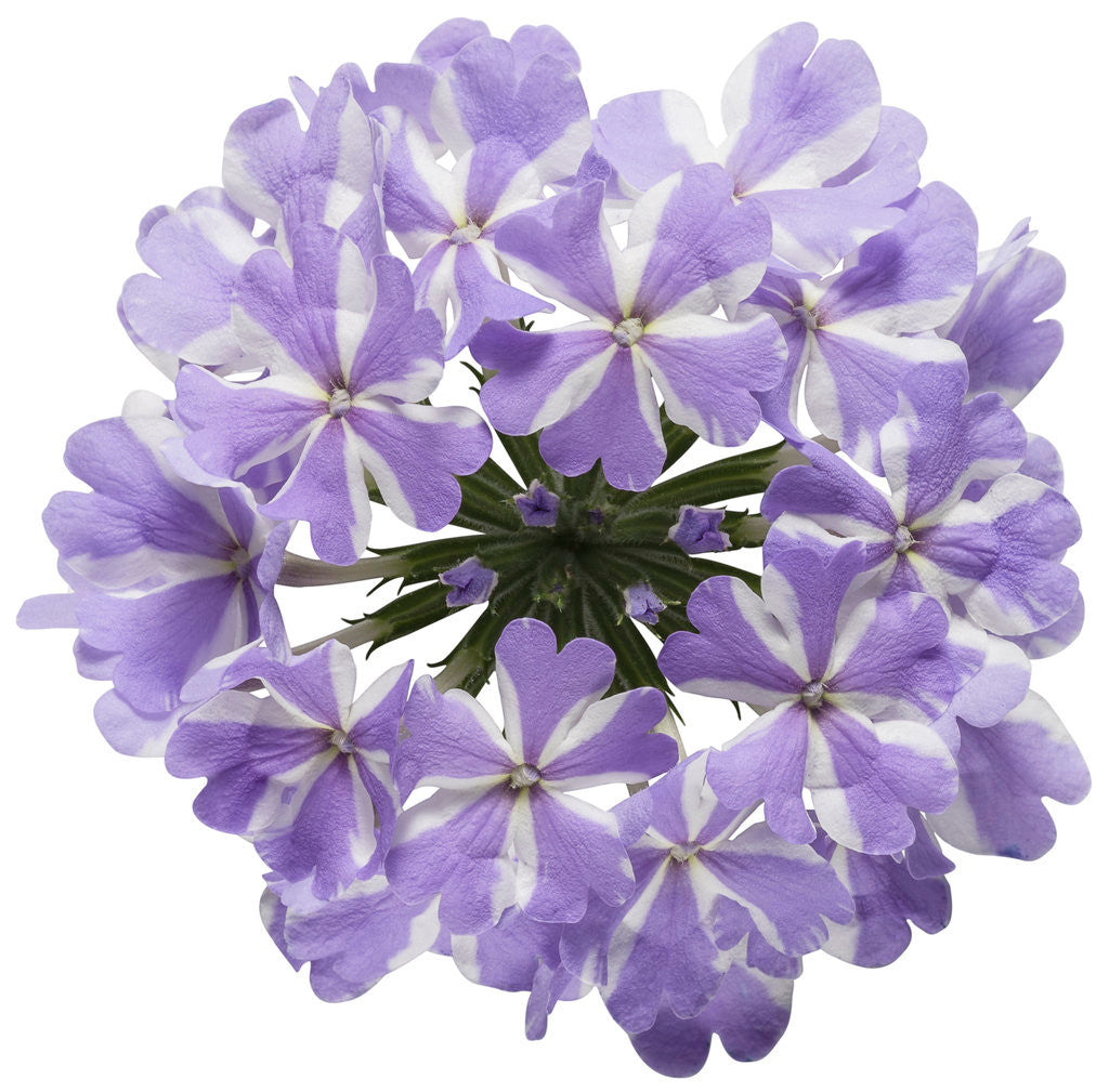 Verbena hybrid 'Superbena® Stormburst' flower