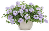 Verbena hybrid 'Superbena® Stormburst' in decorative pot