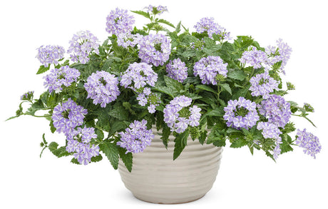 Verbena hybrid 'Superbena® Stormburst' in decorative pot