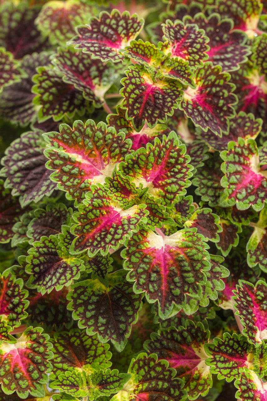 Coleus Solenostemon scutellarioides 'Colorblaze® Strawberry Drop