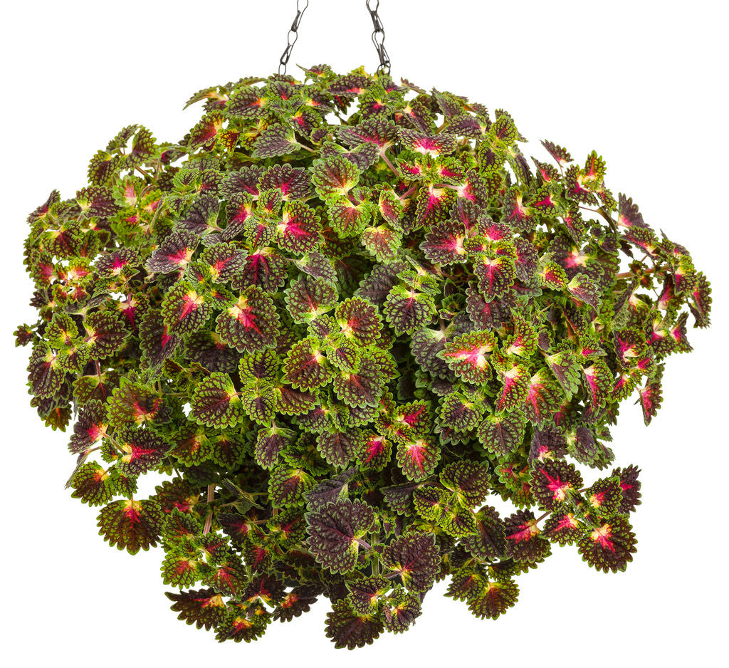 Coleus Solenostemon scutellarioides 'Colorblaze® Strawberry Drop' in hanging basket