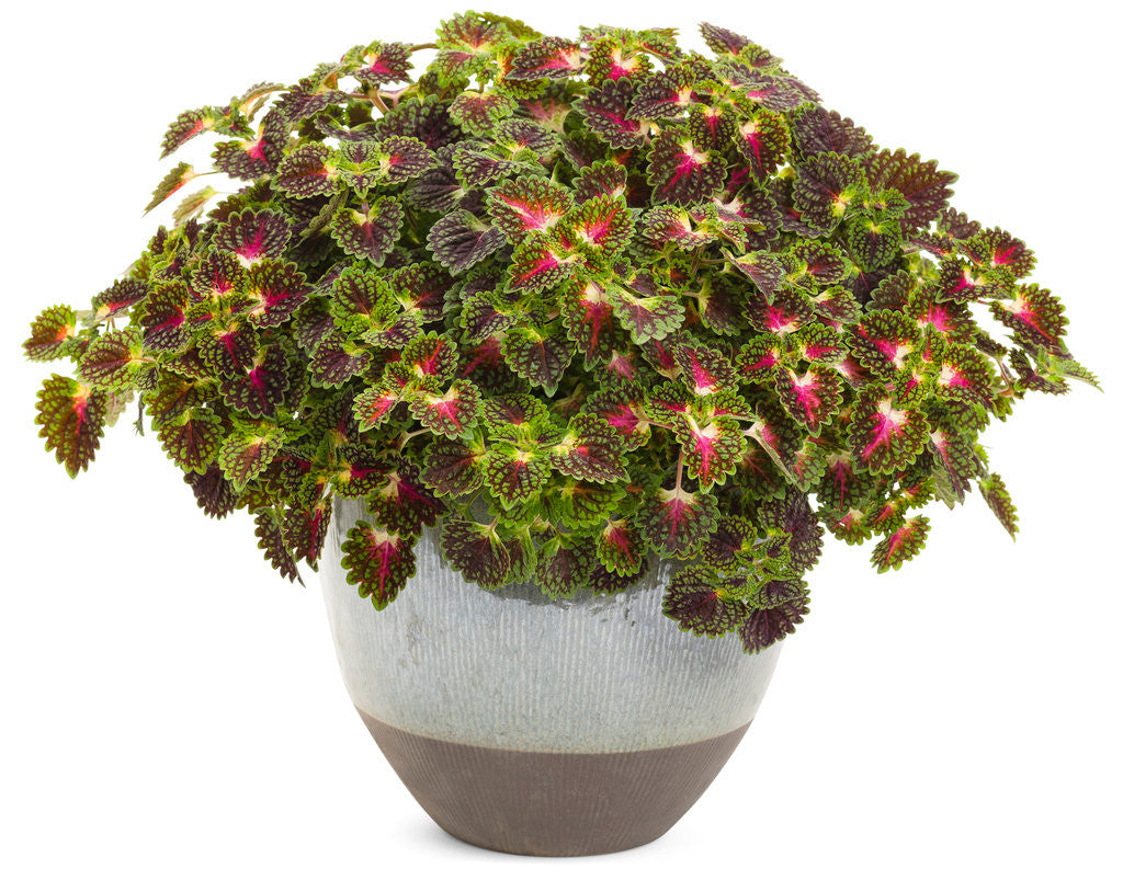 Coleus Solenostemon scutellarioides 'Colorblaze® Strawberry Drop' in decorative pot