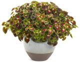 Coleus Solenostemon scutellarioides 'Colorblaze® Strawberry Drop' in decorative pot