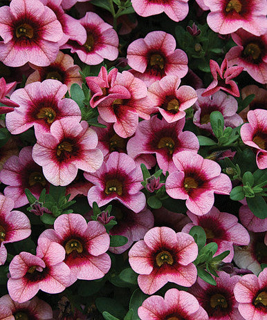 Calibrachoa hybrid 'Superbells® Strawberry Punch™'