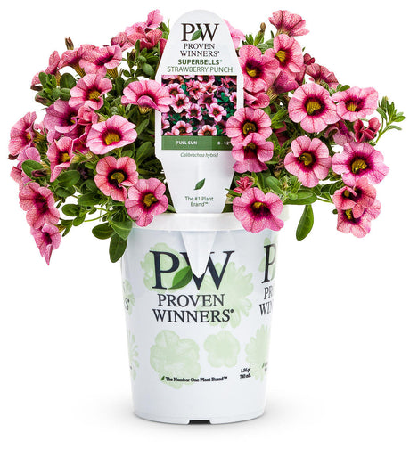 Calibrachoa hybrid 'Superbells® Strawberry Punch™' in grower pot