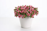 Calibrachoa hybrid 'Superbells® Strawberry Punch™' in decorative pot