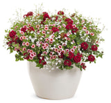 Calibrachoa hybrid 'Superbells® Strawberry Punch™' combination