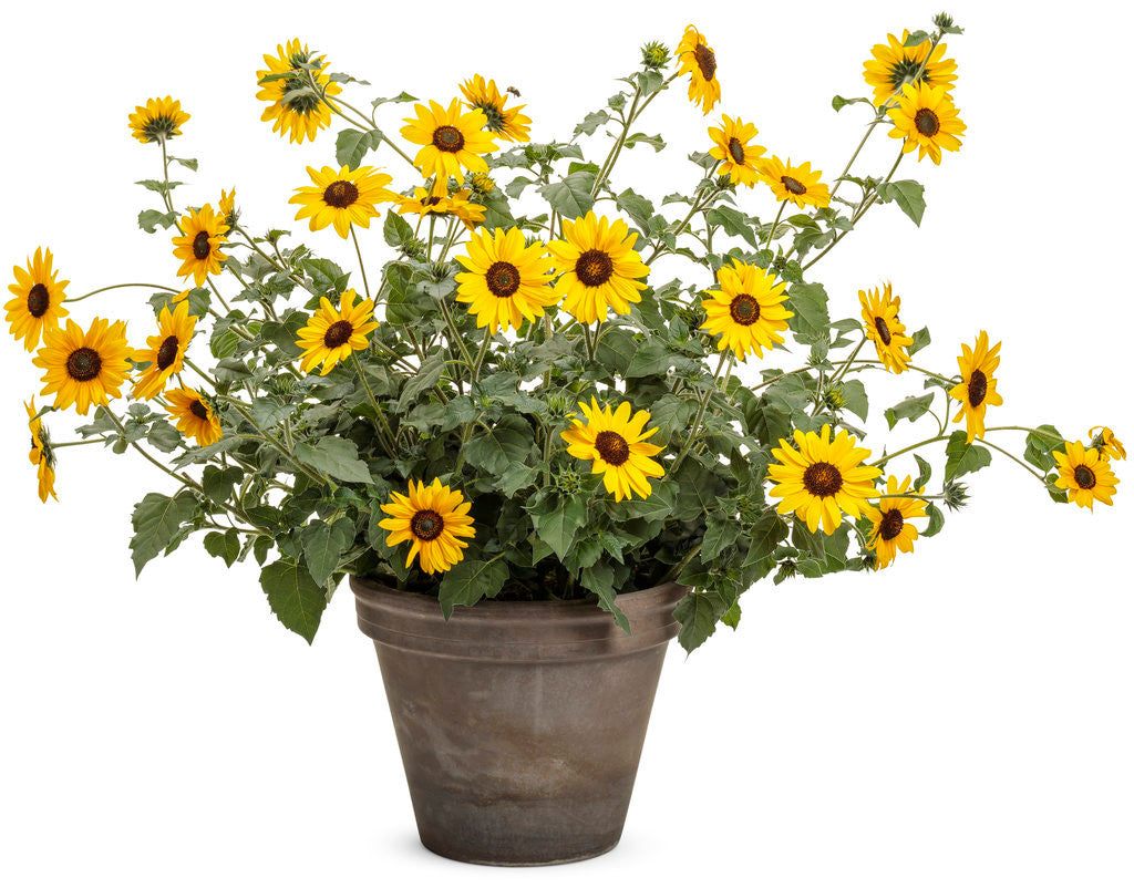 Helianthus hybrid 'Suncredible® Yellow' in decorative pot