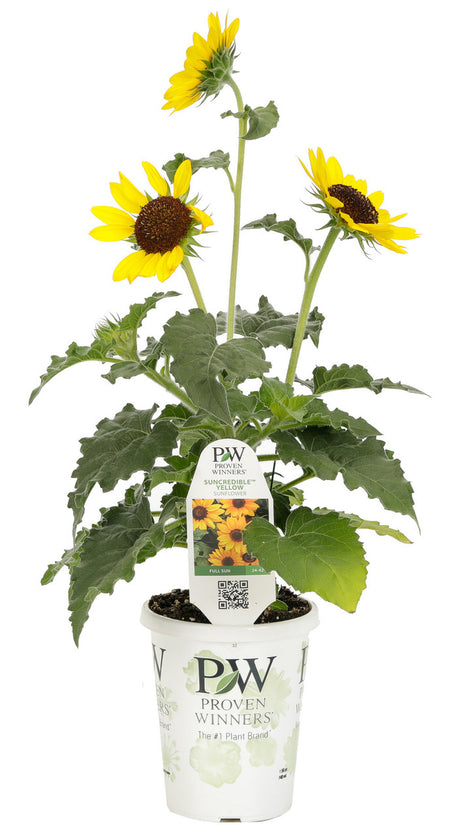 Helianthus hybrid 'Suncredible® Yellow' in grower pot