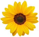 Helianthus hybrid 'Suncredible® Yellow' flower