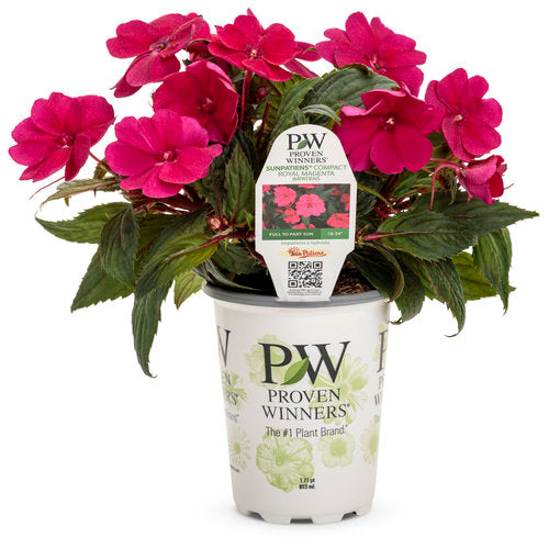 Impatiens SunPatiens® Compact Royal Magenta
