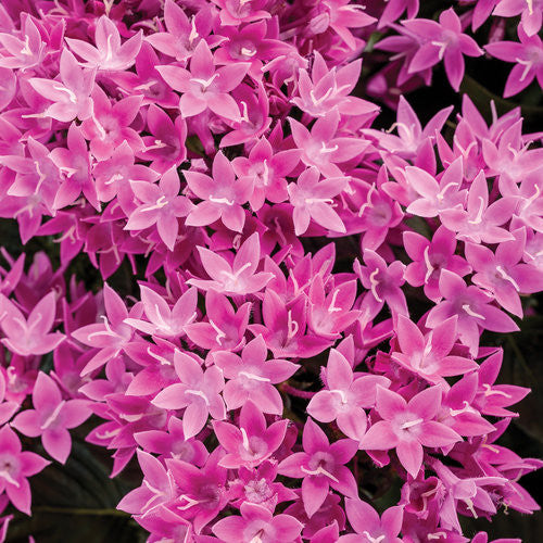 Proven Winners Pentas lanceolata 'Sunstar Lavender'
