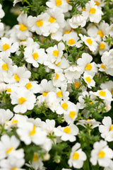 Nemesia hybrid 'Sunsatia® Coconut'