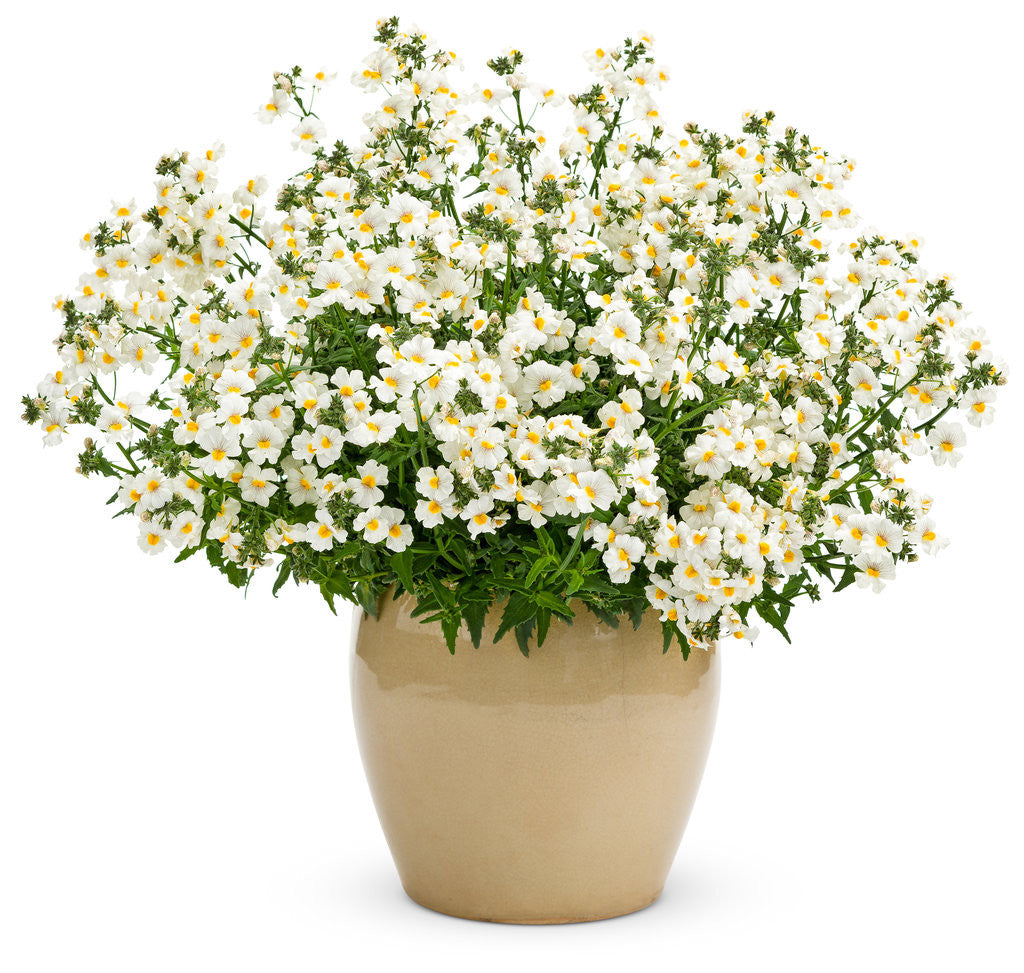 Nemesia hybrid 'Sunsatia® Coconut' in decorative pot