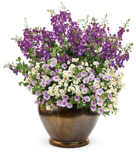 Nemesia hybrid 'Sunsatia® Coconut' combination