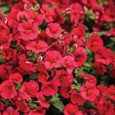 Nemesia hybrid 'Sunsatia® Cranberry Red'