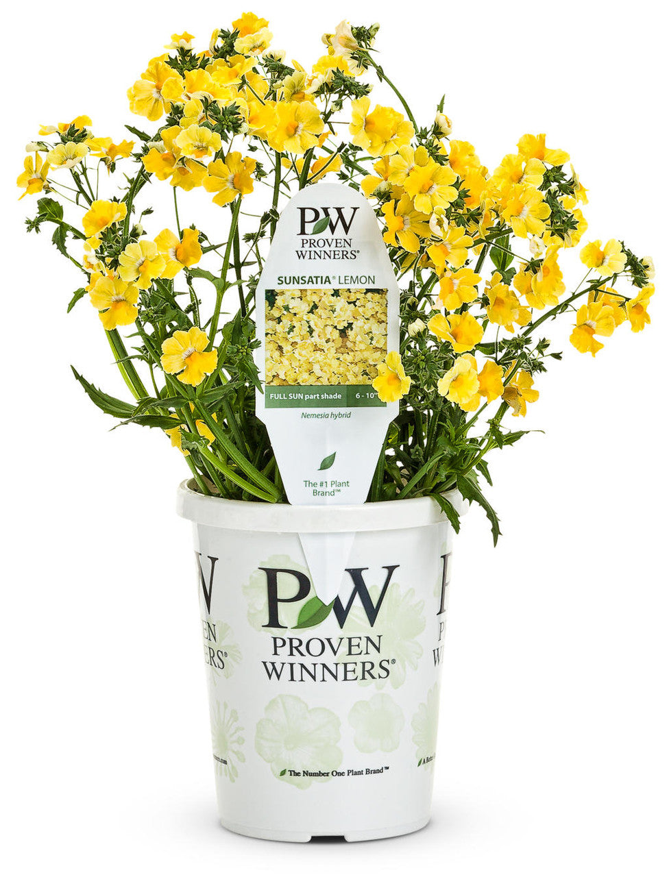 Nemesia hybrid 'Sunsatia® Lemon' – Romence Gardens & Greenhouses