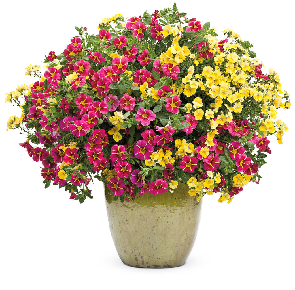 Nemesia hybrid 'Sunsatia® Lemon' – Romence Gardens & Greenhouses