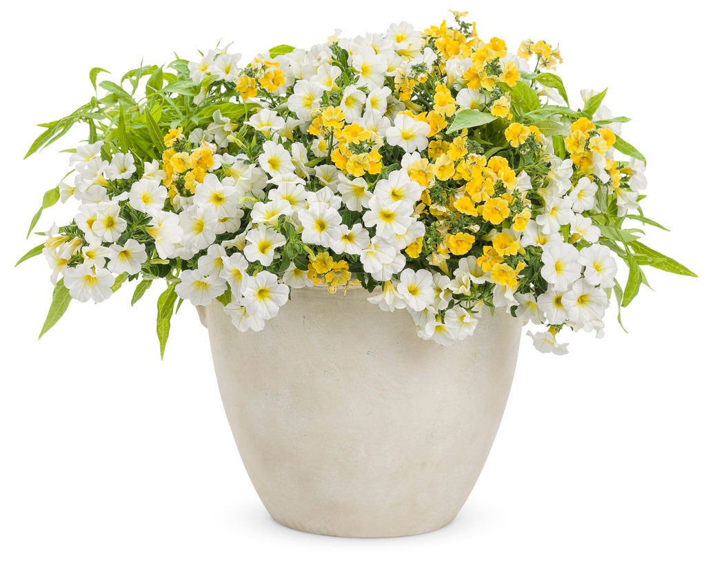 Nemesia hybrid 'Sunsatia® Lemon' combination