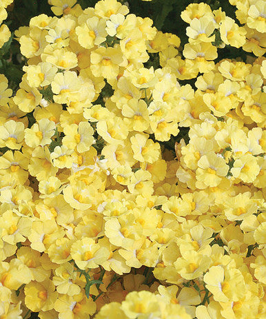 Nemesia hybrid 'Sunsatia® Lemon'