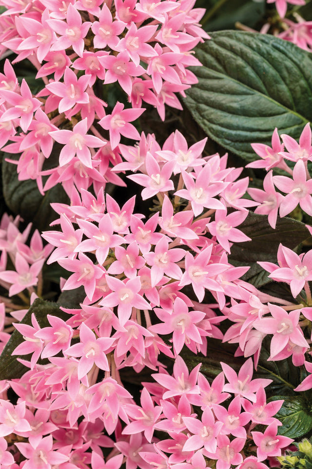 Pentas lanceolata 'Sunstar® Pink'