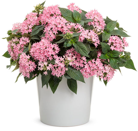 Pentas lanceolata 'Sunstar® Pink' in decorative pot