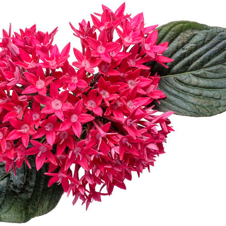 Pentas lanceolata 'Sunstar® Red' flower