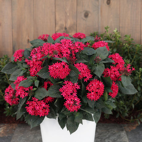 Pentas lanceolata 'Sunstar® Red' in decorative pot