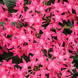 Pentas lanceolata 'Sunstar® Rose'