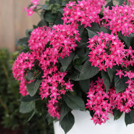 Pentas lanceolata 'Sunstar® Rose' in decorative pot