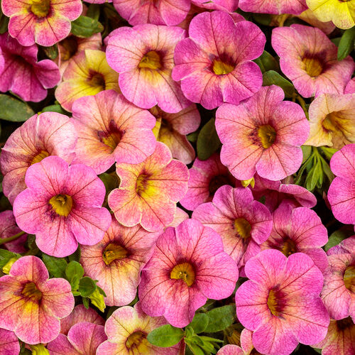 Calibrachoa hybrid 'Superbells® Magic™ Pink Lemonade'