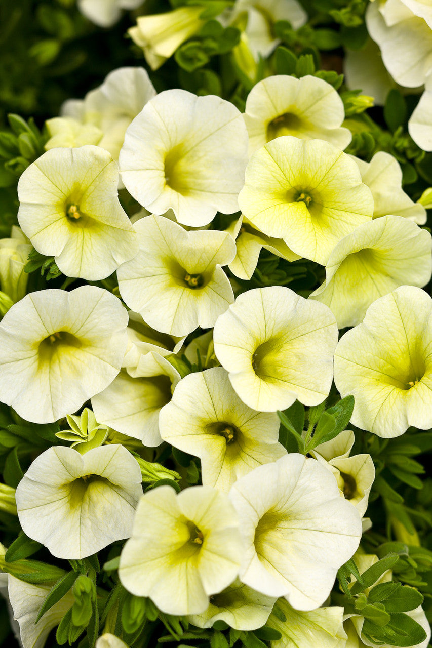 Calibrachoa hybrid 'Superbells® Yellow Chiffon' – Romence Gardens