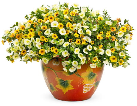 Calibrachoa hybrid 'Superbells® Yellow Chiffon'