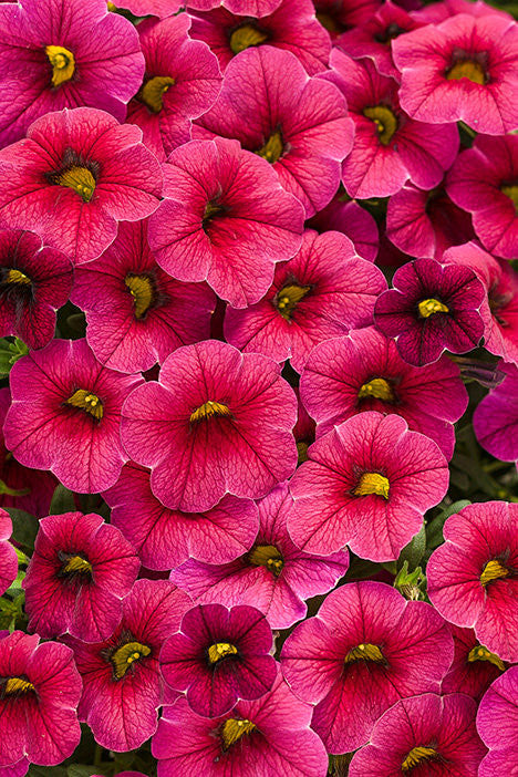 Calibrachoa hybrid 'Superbells® Cherry Red'