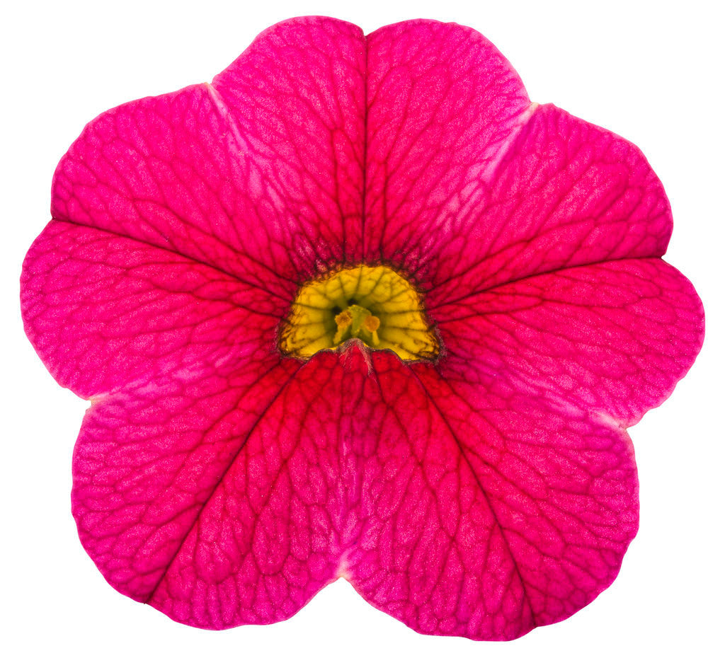 Calibrachoa hybrid 'Superbells® Cherry Red' flower