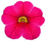 Calibrachoa hybrid 'Superbells® Cherry Red' flower