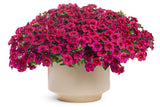 Calibrachoa hybrid 'Superbells® Cherry Red' in decorative pot