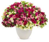 Calibrachoa hybrid 'Superbells® Cherry Red' combination