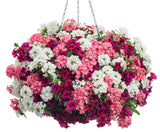 Calibrachoa hybrid 'Superbells® Cherry Red' combination