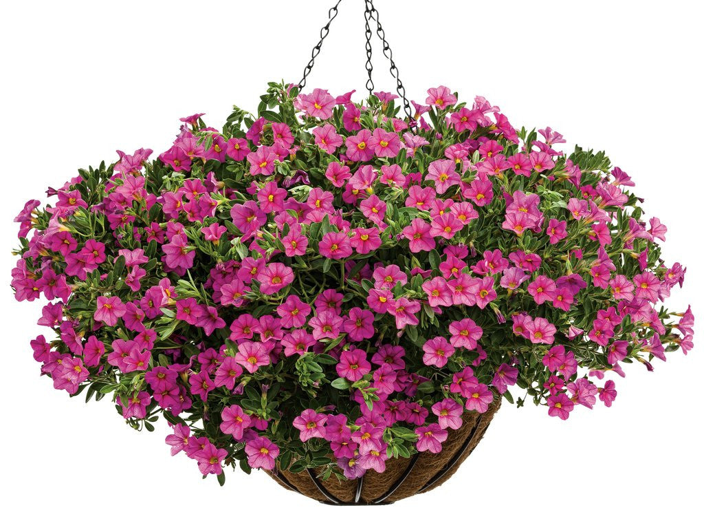 Proven Winners Superbells Calibrachoa