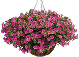 Calibrachoa hybrid 'Superbells® Pink' in hanging basket