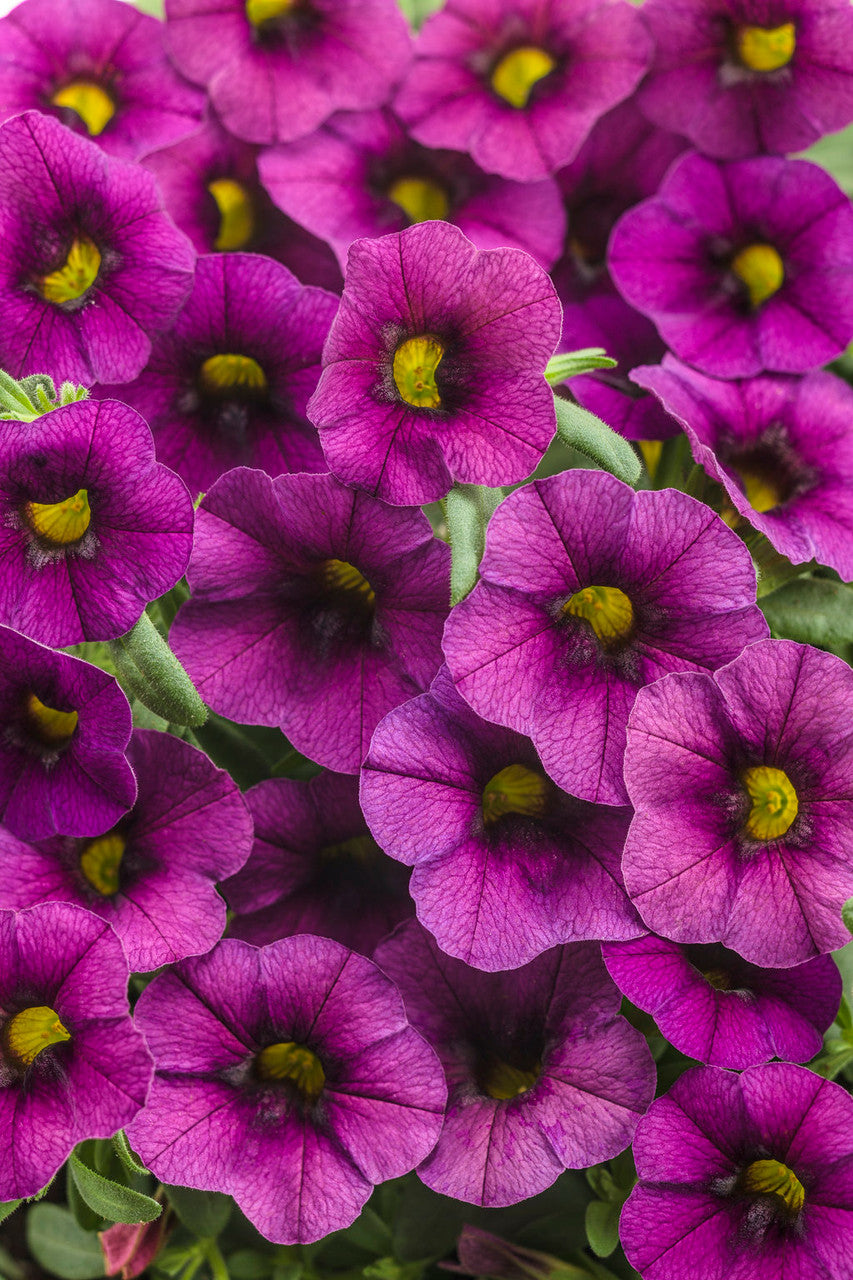 Calibrachoa hybrid 'Superbells® Plum'