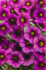 Calibrachoa hybrid 'Superbells® Plum'