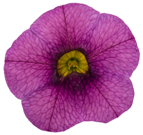 Calibrachoa hybrid 'Superbells® Plum' flower
