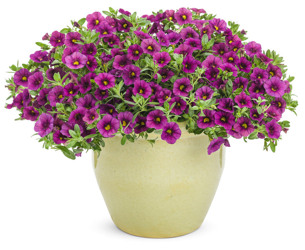 Calibrachoa hybrid 'Superbells® Plum' in decorative pot