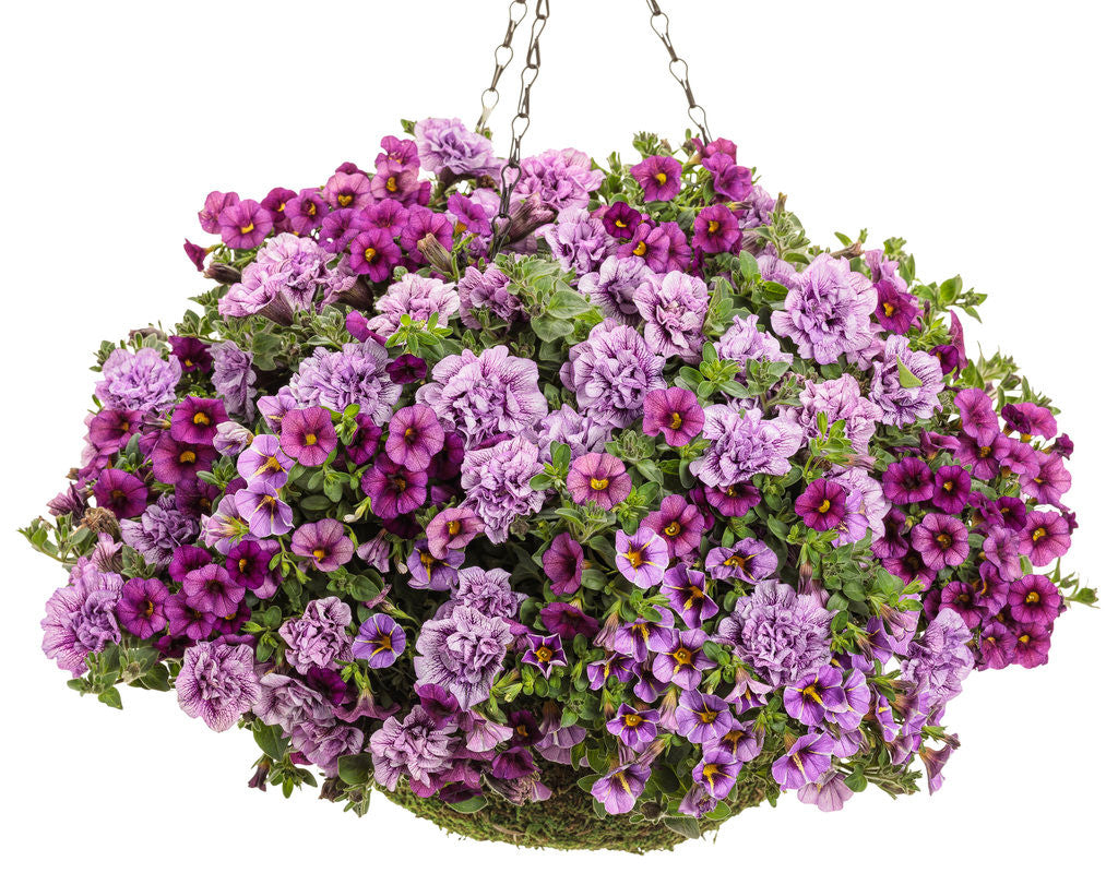 Calibrachoa hybrid 'Superbells® Plum' combination