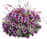 Calibrachoa hybrid 'Superbells® Plum' combination