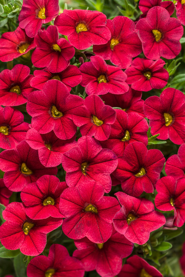 Calibrachoa hybrid 'Superbells® Red'