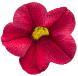 Calibrachoa hybrid 'Superbells® Red' flower